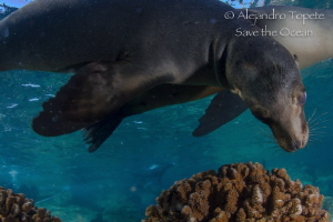 Sea Lion close to me, La Paz México by Alejandro Topete 